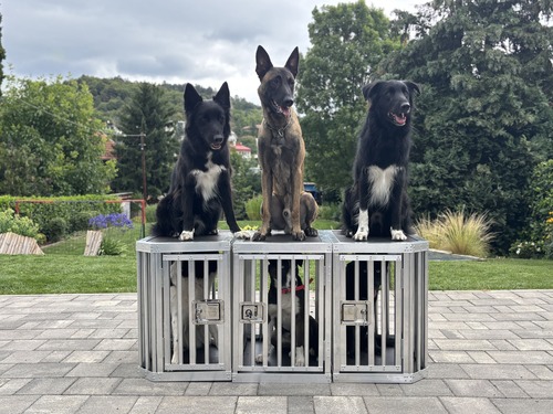 Egyedi gyártású alumínium kutyaketrec opel comboba. Közepes méretű pl.: border coillie számára